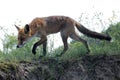 Hunting red fox looking for a prey Royalty Free Stock Photo