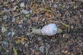 Top shot of a big snail on the ground with dried leaves and rocks with blurred background Royalty Free Stock Photo