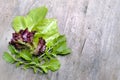Top shot, close up of different types of green and red, purple freshly harvested lettuce, curly lettuce, rucola, arugula with