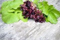 Top shot, close up of different types of green and red, purple freshly harvested lettuce, curly lettuce, rucola, arugula with