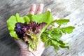 Top shot, close up of different types of green and red, purple freshly harvested lettuce, curly lettuce, rucola, arugula with Royalty Free Stock Photo