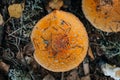 Top shot of a death cap (Amanita phalloides) deadly poisonous mushroom Royalty Free Stock Photo