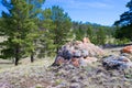 Top shot of a light large stone in the forest covered with soft green moss in sunlight with green pines Royalty Free Stock Photo