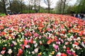 Top shot photo of numerous colourful Tulip