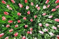 Top shot photography of pink tulips