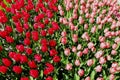 Top shot photography of red and pink tulips