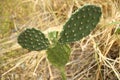 Top shot of Prickly pear with yellowing grass in the background Royalty Free Stock Photo