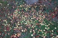 Top shot of rotten apples left on the groun