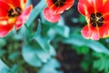Top shot of Tree beautiful red tulips in the park. Spring season time Royalty Free Stock Photo