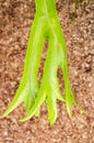 The Top Side Of A Staghorn Leaf