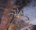 Top side of Tan Spider on cobweb