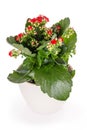 Top side view of a red flowering Christmas kalanchoe Kalanchoe blossfeldiana in a white flowering pot, isolated on a white