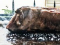 A top steak flame on a barbecue, shallow depth of field. Royalty Free Stock Photo