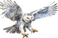 Top 20 Snowy owl action, Watercolor predator animals wildlife.