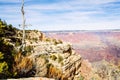 Dead tree in Grand Canyon South Rim Arizona i Royalty Free Stock Photo