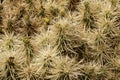 Top of spiky cactus Royalty Free Stock Photo