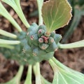 The top of spiky little cactus as succulent plant close-up shot with leaves