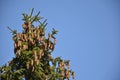 Top of the spruce fir tree with many cones