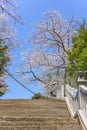 Top of the stairs of success overlooked by a cherry blossoms in Atago shrine.