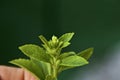 Top of stevia plant about to flower