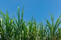 The top of sugarcane tree with blue sky