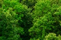 Top of summer green linden forest solid foliage pattern background