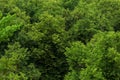 Top of summer green linden forest solid foliage pattern background Royalty Free Stock Photo