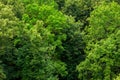 Top of summer green linden forest solid foliage pattern background