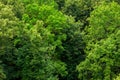 Top of summer green linden forest solid foliage pattern background Royalty Free Stock Photo