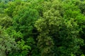 Top of summer green linden forest solid foliage pattern background Royalty Free Stock Photo