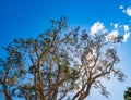 The top of a tall eucalyptus tree against blue sky Royalty Free Stock Photo
