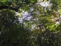 Top of tall tropical trees from Coba