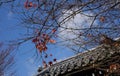 The top of temple with autumn trees in Nikko, Japan Royalty Free Stock Photo