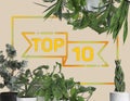 Top ten list of houseplants on beige background Royalty Free Stock Photo