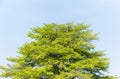 Top of Terminalia Ivorensis Chev tree