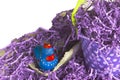 Top text space with spring Easter pail and chick image. Purple polka dots and paper crinkle grass invites you.