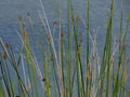 Top tips of reeds near water