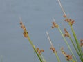 Top tips of reeds near water