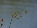 Top tips of reeds near water