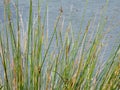 Top tips of reeds near water