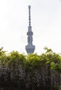 Top of tokyo sky tree show up from purple beauty wisteria flowers shrine in Tokyo