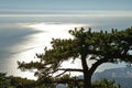 The top of the tree against the background of the sea. Royalty Free Stock Photo