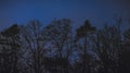 Top of tree background in the twilight