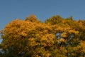 Top of tree with beautiful golden foliage on blue ske at sunny autumn