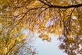 tree with beautiful golden foliage on blue ske at sunny autumn day