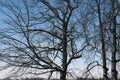 Top of the tree branches pattern against blue sky in cold winter Royalty Free Stock Photo