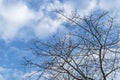Top tree of dry wood with blue sky background Royalty Free Stock Photo