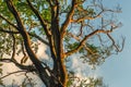 tree in the sunshine