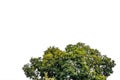 The top of tree on isolated background. Crown or bush with green leaves Royalty Free Stock Photo