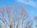 The top of a tree with no leafs and bare branches with crows and Royalty Free Stock Photo